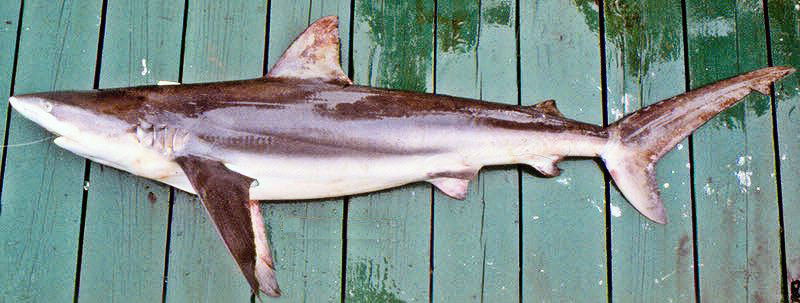 Carcharhinus obscurus_06.jpg